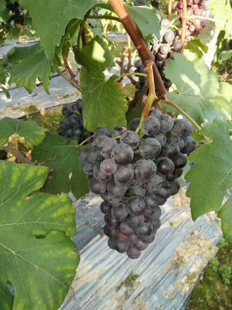 夏黑葡萄苗30cm以下1年，现起现发，保湿发货