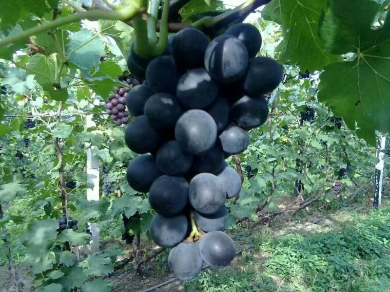 夏黑葡萄苗30cm以下1年，现起现发，保湿发货