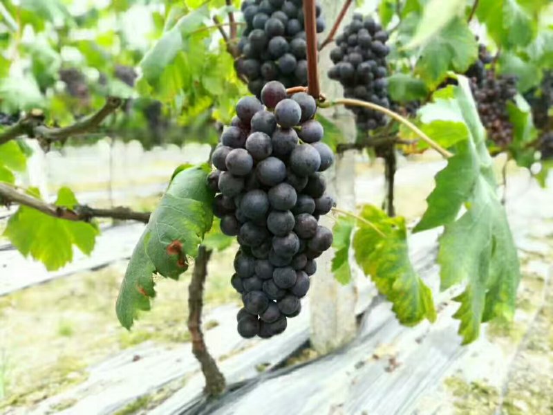 夏黑葡萄苗30cm以下1年，现起现发，保湿发货