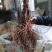 夏黑葡萄苗30cm以下1年，现起现发，保湿发货
