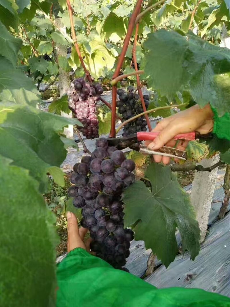 夏黑葡萄苗30cm以下1年，现起现发，保湿发货