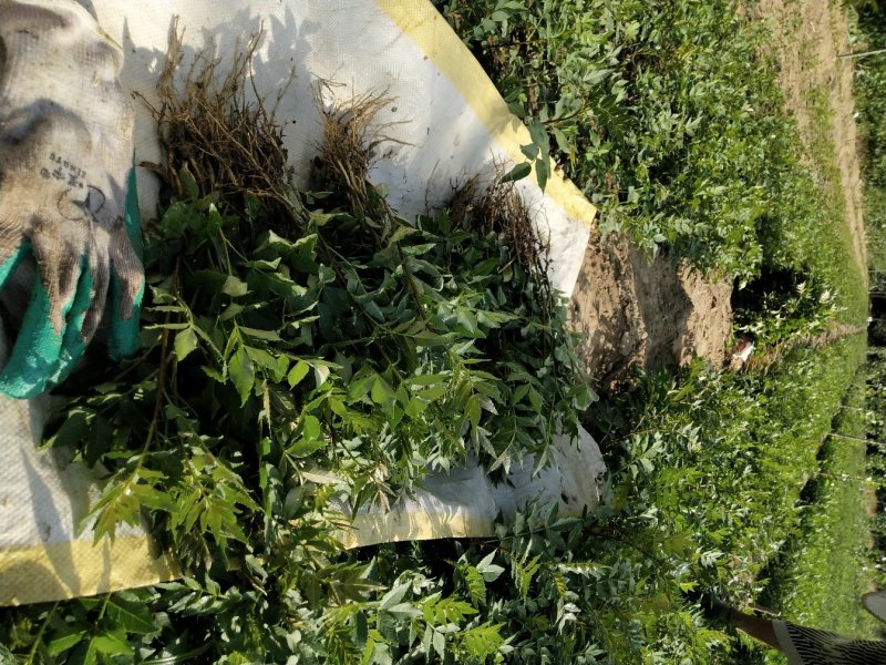 大红袍花椒苗1-3年苗保湿发货，根系发达，苗子健壮