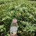大红袍花椒苗1-3年苗保湿发货，根系发达，苗子健壮