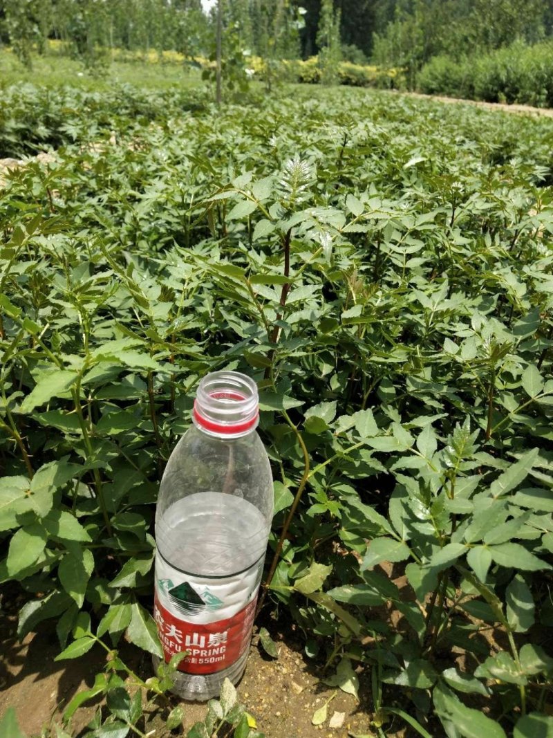 大红袍花椒苗1-3年苗保湿发货，根系发达，苗子健壮