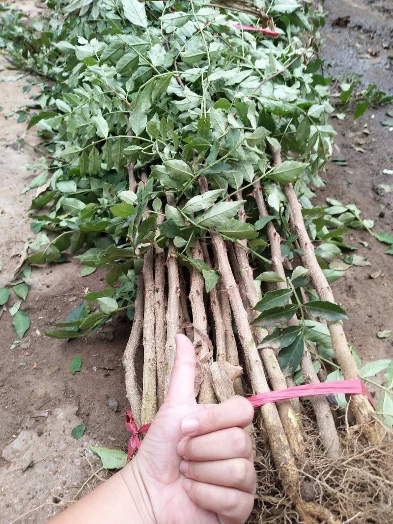 大红袍花椒苗1-3年苗保湿发货，根系发达，苗子健壮