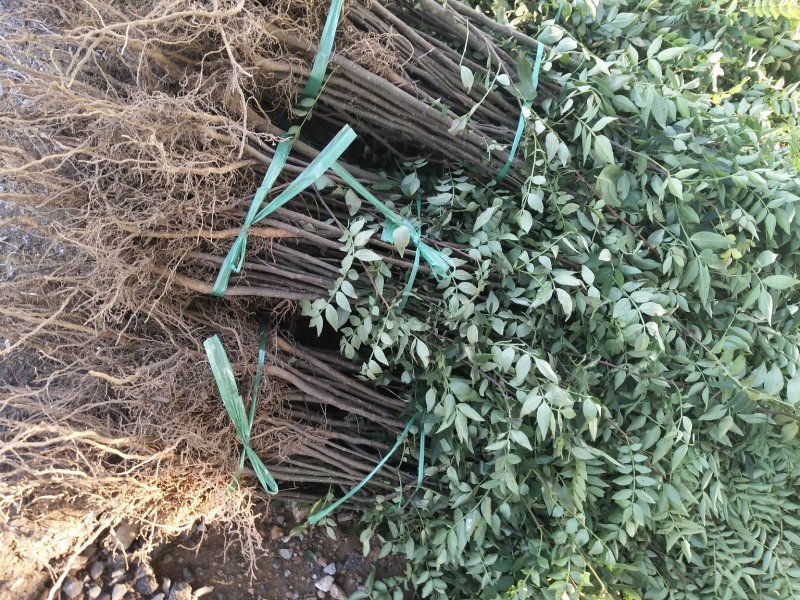 大红袍花椒苗1-3年苗保湿发货，根系发达，苗子健壮