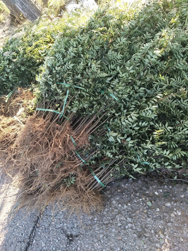 大红袍花椒苗1-3年苗保湿发货，根系发达，苗子健壮