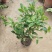 含笑