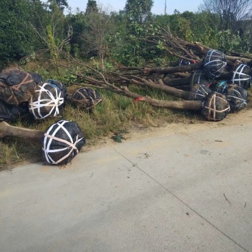 大量出售垃圾苗占地桂花15/20公分