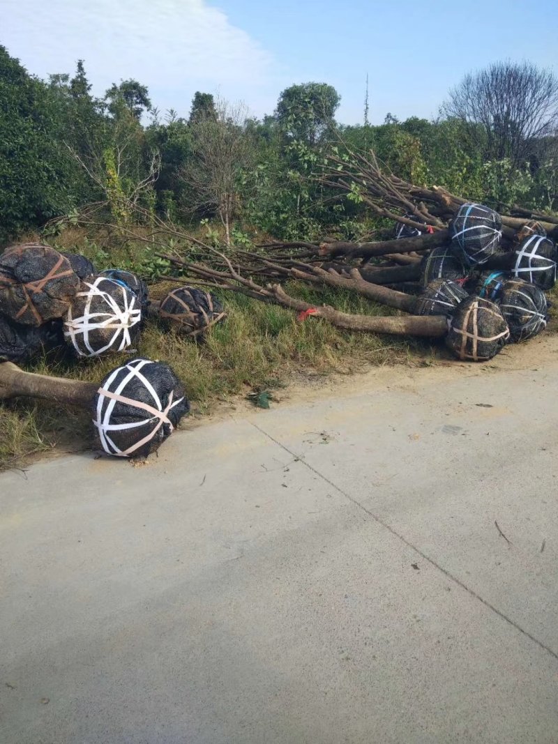 大量出售垃圾苗占地桂花15/20公分