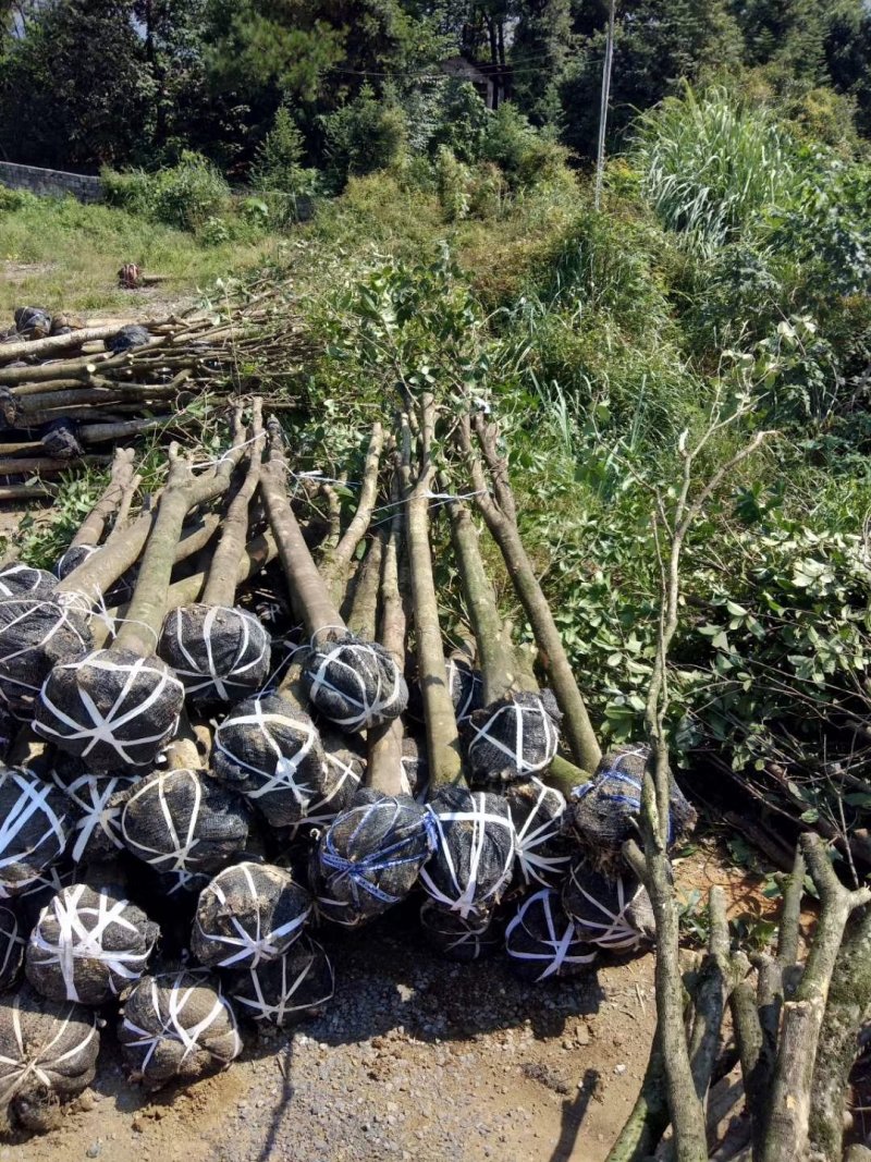 大量出售垃圾苗占地桂花15/20公分