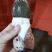 红托竹荪