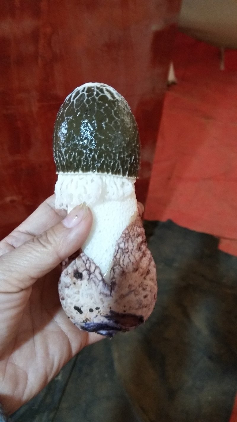 红托竹荪