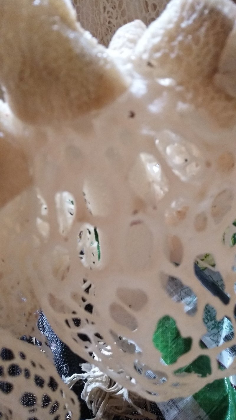 红托竹荪