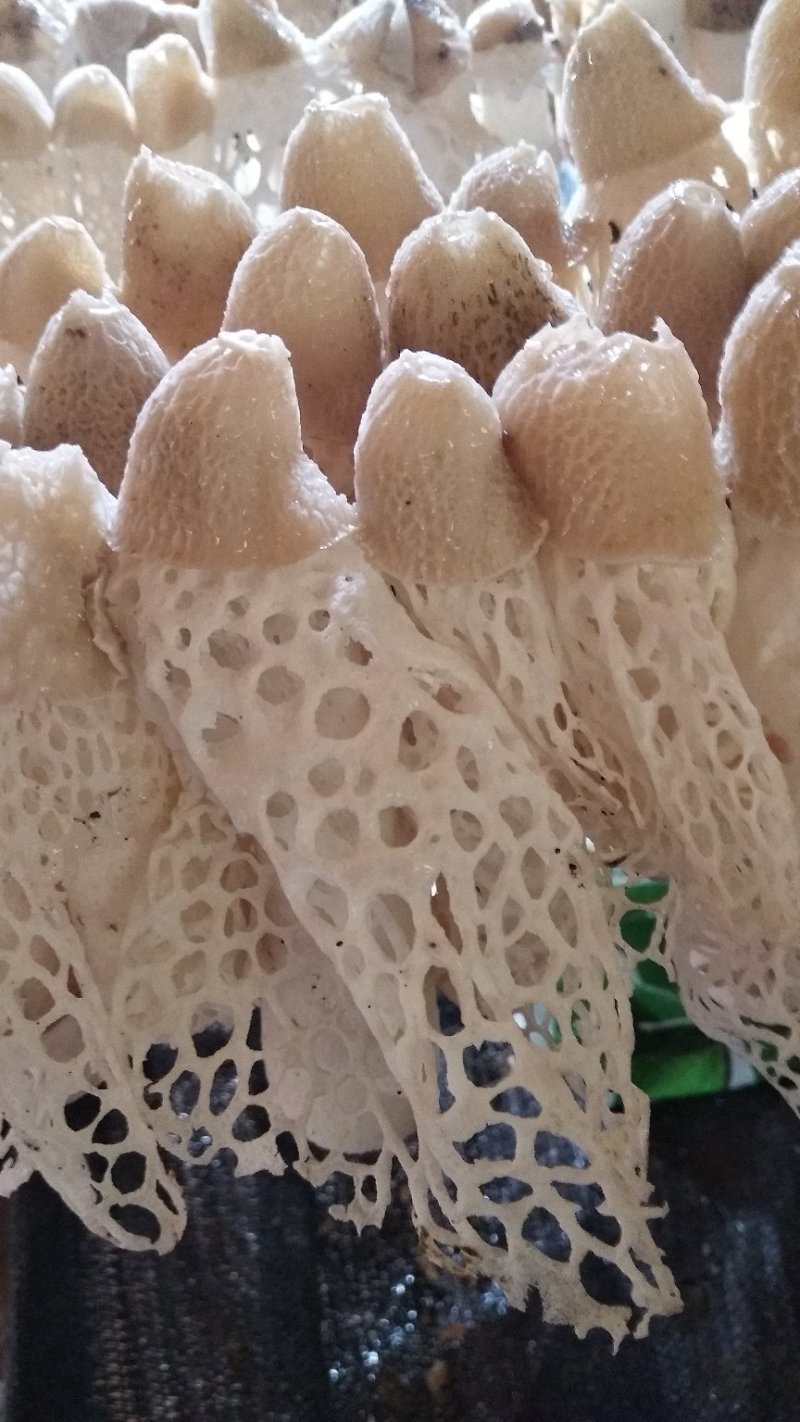 红托竹荪