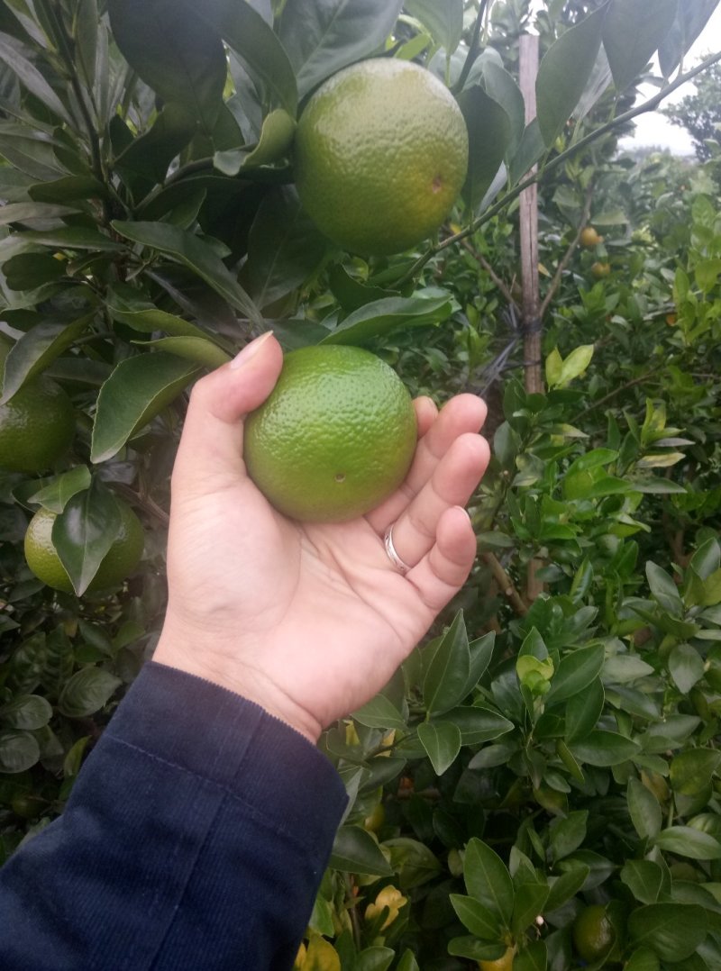 皇帝柑