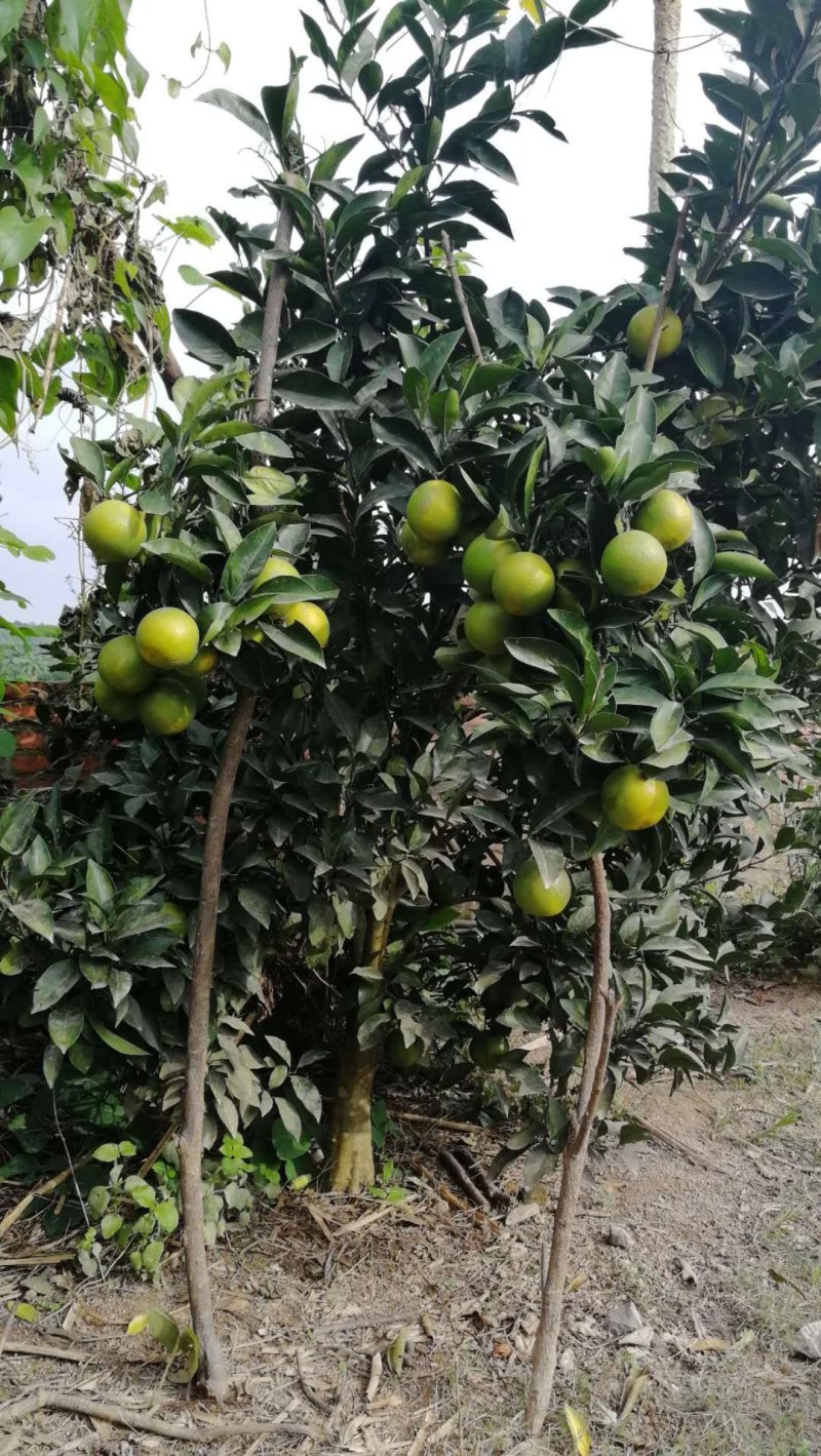 绿橙苗橙子树苗正品嫁接自家苗木种植量大价优