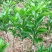 绿橙苗橙子树苗正品嫁接自家苗木种植量大价优