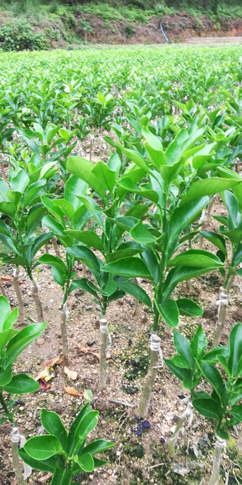 绿橙苗橙子树苗正品嫁接自家苗木种植量大价优