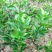 绿橙苗橙子树苗正品嫁接自家苗木种植量大价优