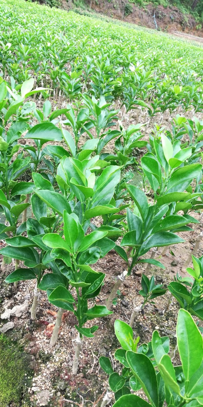 绿橙苗橙子树苗正品嫁接自家苗木种植量大价优
