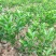 绿橙苗橙子树苗正品嫁接自家苗木种植量大价优