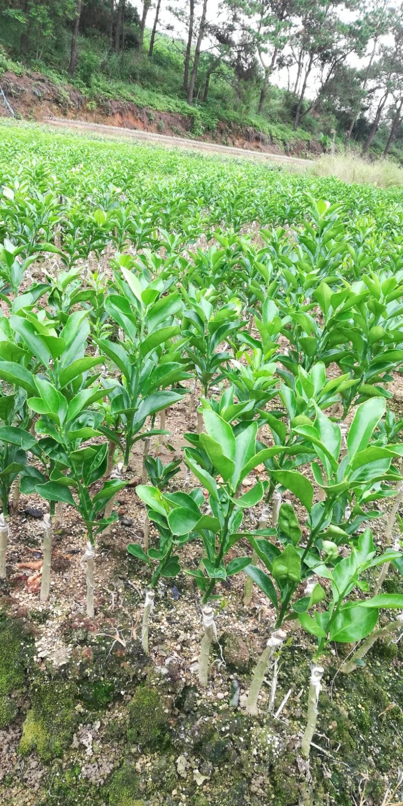 绿橙苗橙子树苗正品嫁接自家苗木种植量大价优