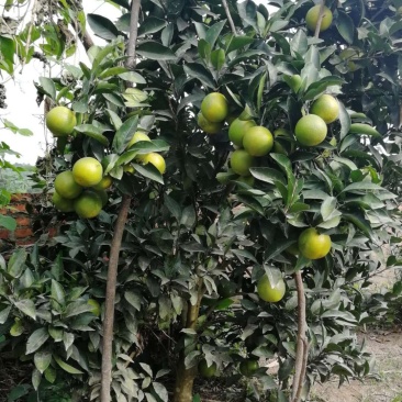 绿橙苗橙子树苗正品嫁接自家苗木种植量大价优