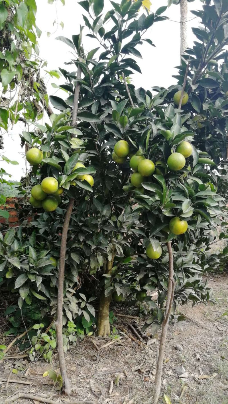绿橙苗橙子树苗正品嫁接自家苗木种植量大价优