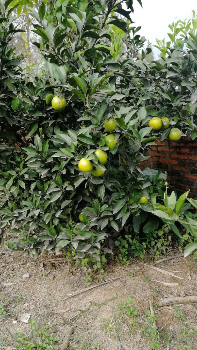 绿橙苗橙子树苗正品嫁接自家苗木种植量大价优