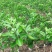 绿橙苗橙子树苗正品嫁接自家苗木种植量大价优