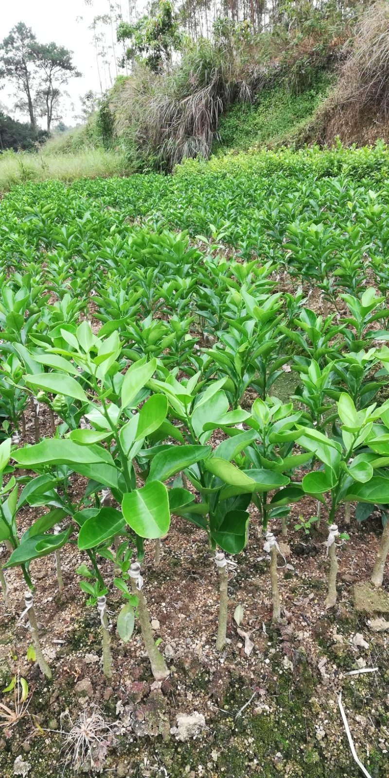 绿橙苗橙子树苗正品嫁接自家苗木种植量大价优