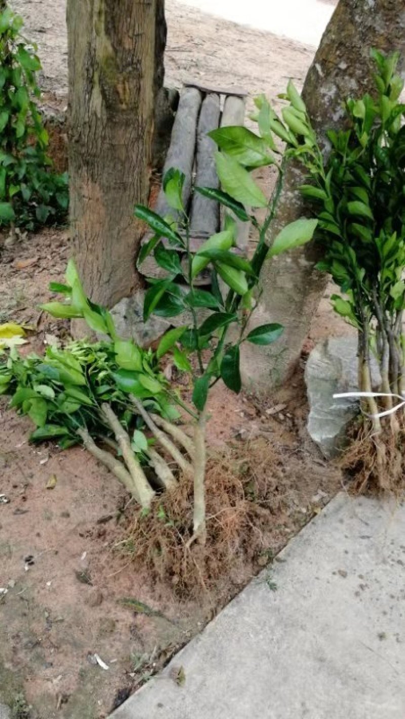 绿橙苗橙子树苗正品嫁接自家苗木种植量大价优