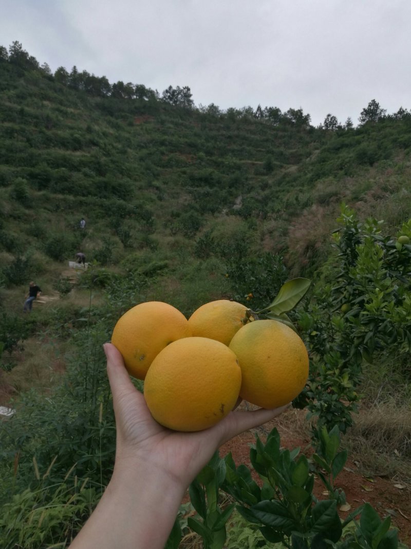 诚邀电商，江西（赣南脐橙）十斤箱可代发，批发。有量有价