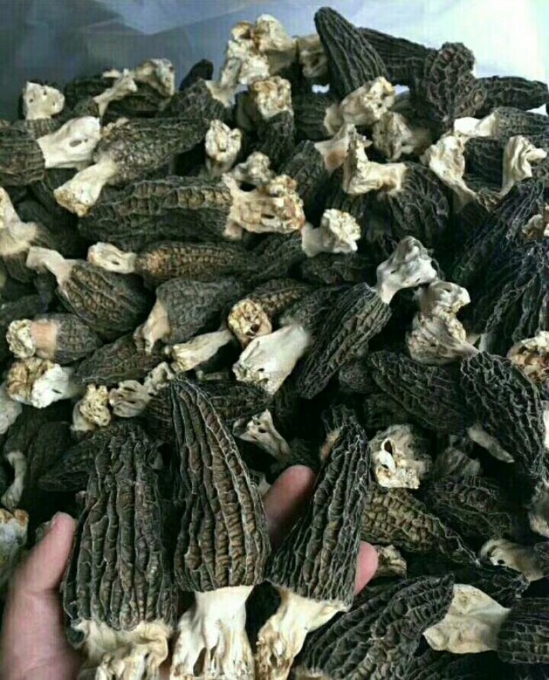 岷县羊肚菌