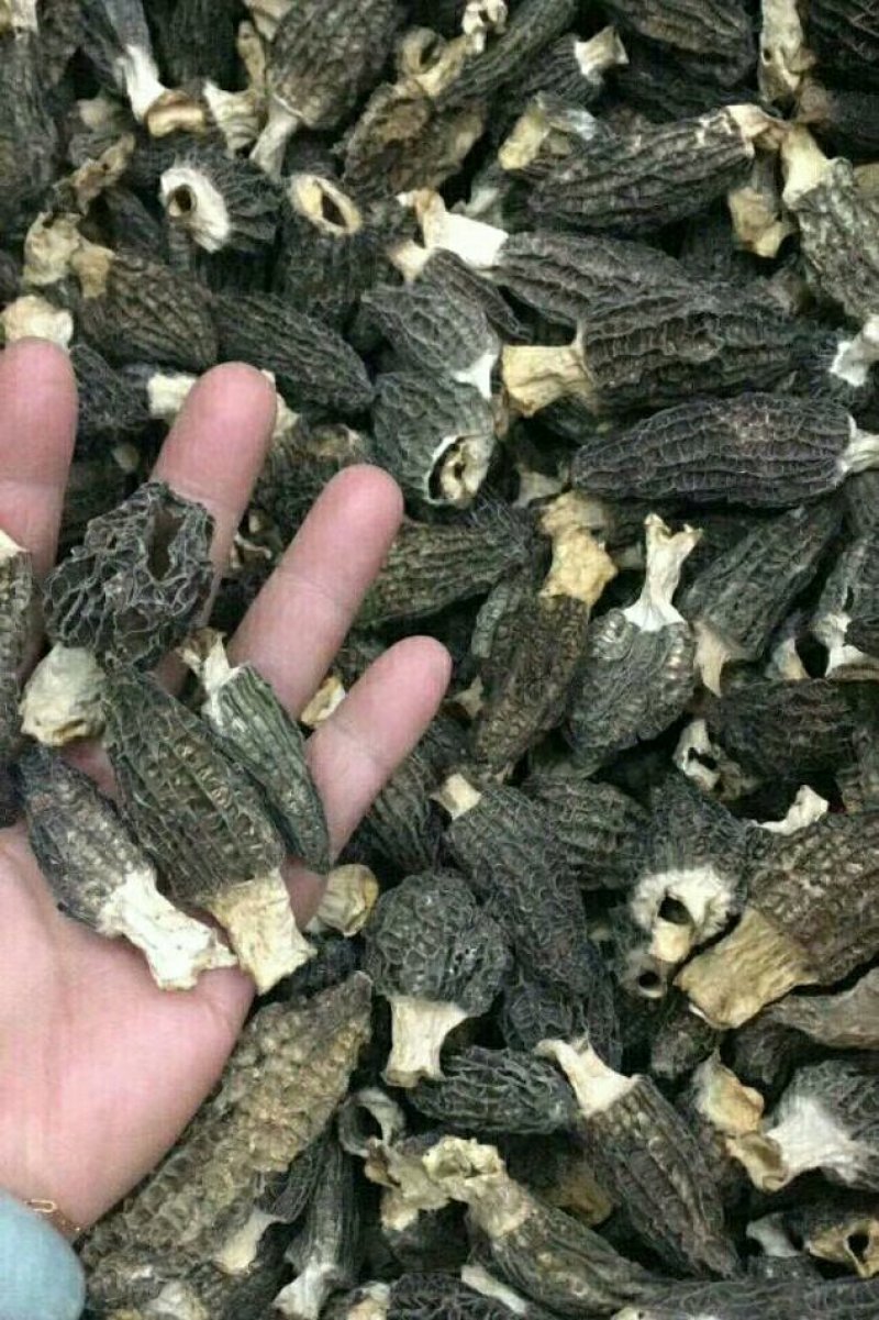 岷县羊肚菌