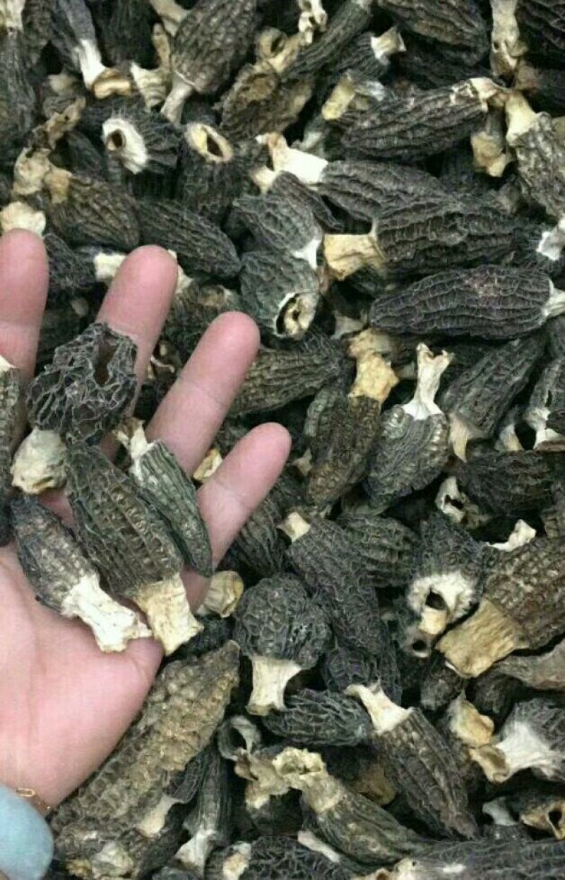 岷县羊肚菌