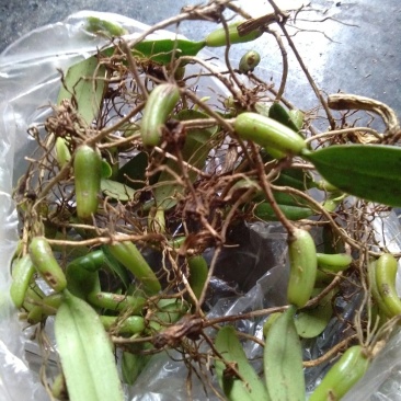 石仙桃