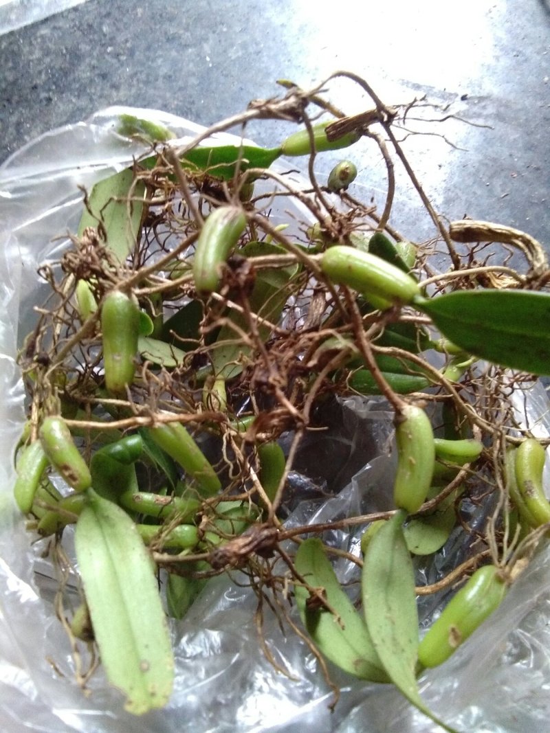 石仙桃
