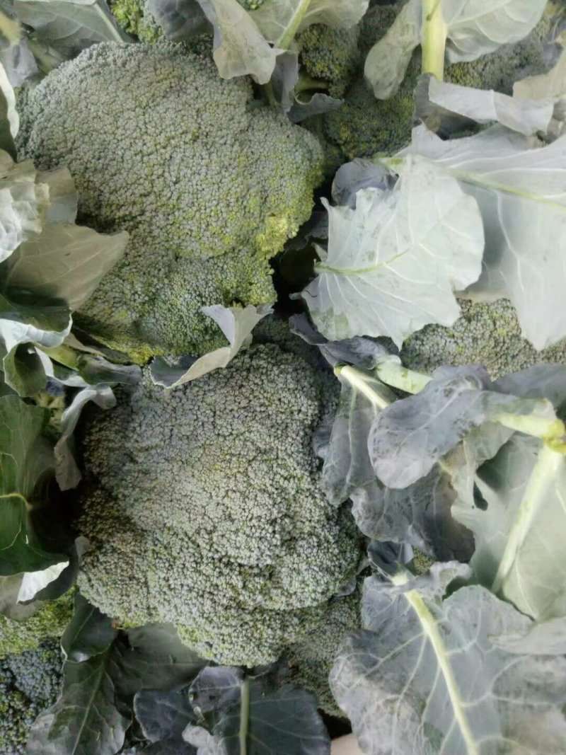 山东优质西蓝花新鲜上市产地一手货源，大量供应中
