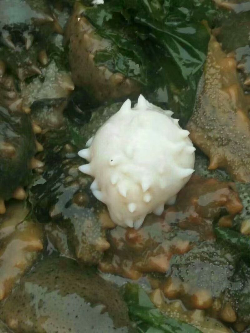 海参