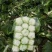 潘家湾蔬菜基地直供:早山地王黄心白菜、3~5斤