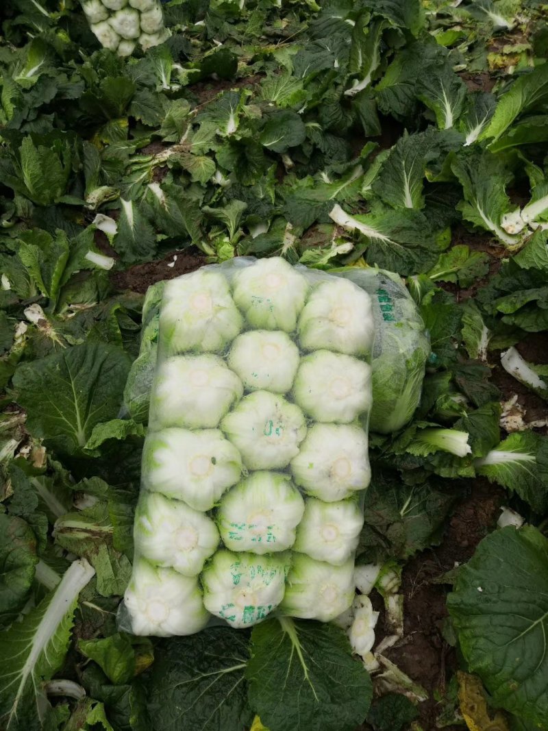 潘家湾蔬菜基地直供:早山地王黄心白菜、3~5斤