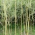 金镶玉竹、黄金竹、黄金间碧玉竹
