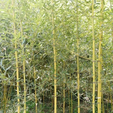 金镶玉竹、黄金竹、黄金间碧玉竹