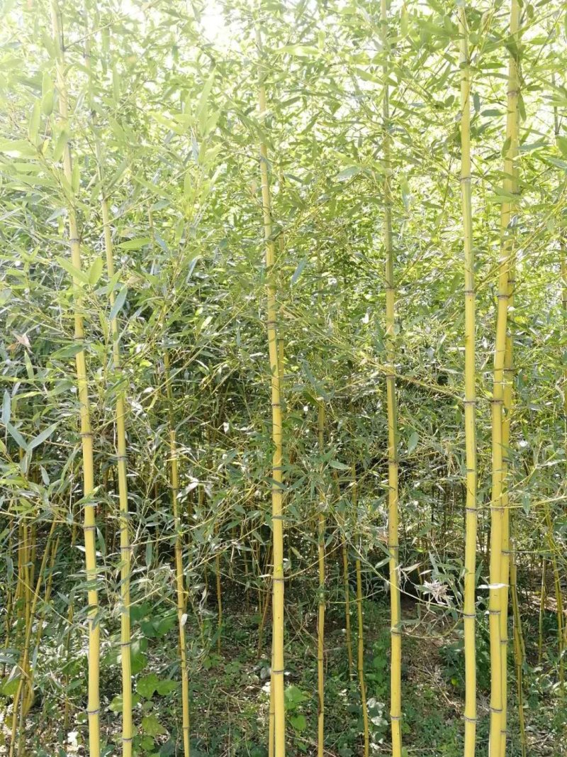 金镶玉竹、黄金竹、黄金间碧玉竹