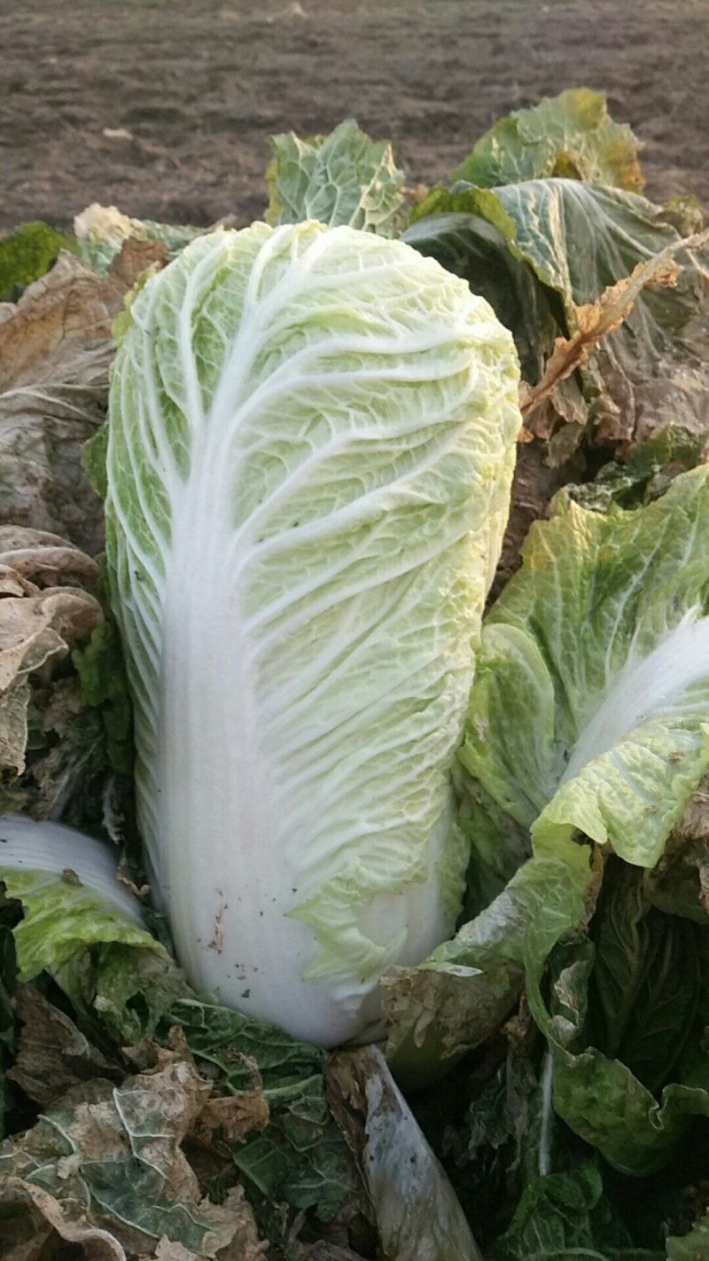 白菜大量上市中！好白菜！有需要的联系我！