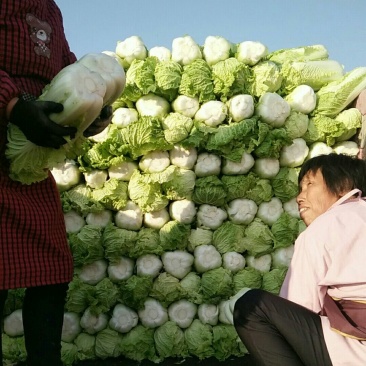 白菜大量上市中！好白菜！有需要的联系我！