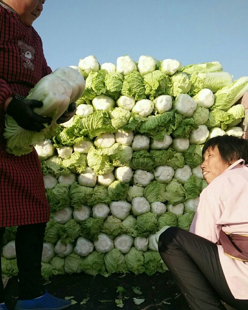 白菜大量上市中！好白菜！有需要的联系我！