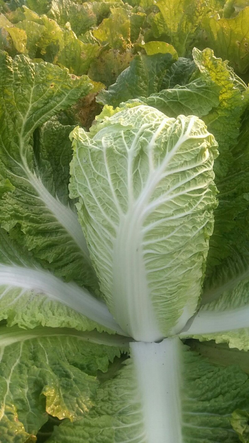 白菜大量上市中！好白菜！有需要的联系我！